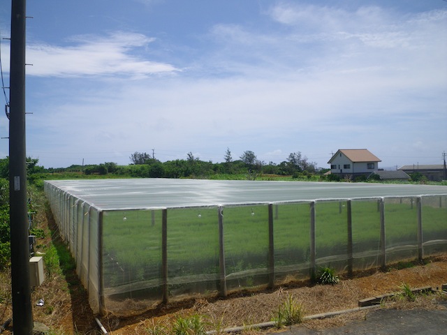 Carvel built3.JPG